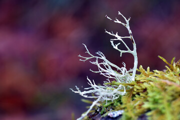 The foliose lichen Evernia prunastri on a branch in a beech forest