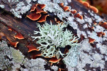 The foliose lichen Evernia prunastri on a branch in a beech forest