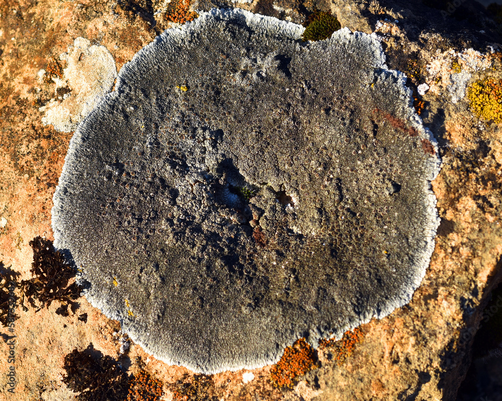 Wall mural the crustacean lichen lecanora sp. on a calcareous rock