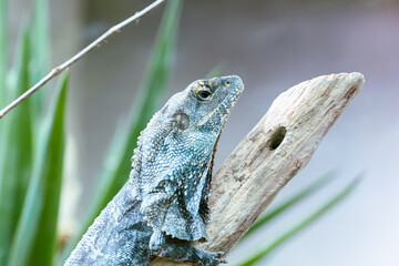 lizard on a branch. Closeup of  frilled neck lizard. Frilled lizard Chlamydosaurus kingii. Frill Dragon Neck. Head shoot