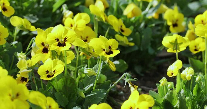 Close up of yellow pansy flower in nature at springtime. 4K