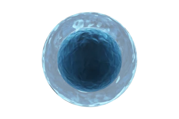 Foto op Plexiglas Human egg against white background © vectorfusionart
