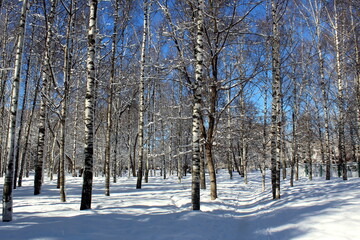 Winter landscape in a city park on a clear sunny bright day.	