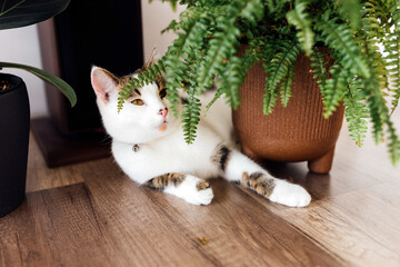 Cat sitting near a set of green potted houseplants. Fluffy pet is staring curiously. Cozy home with...