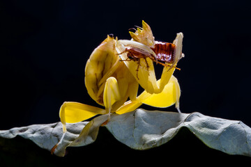 Fototapeta na wymiar Hymenopus coronatus is a mantis from the tropical forests of Southeast Asia. It is known by various common names including walking flower mantis and (pink) orchid mantis