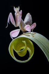 Hymenopus coronatus is a mantis from the tropical forests of Southeast Asia. It is known by various...