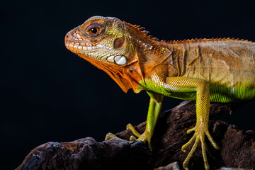 Super Red Iguana is a type of lizard that lives in tropical areas of Central and South America and the Caribbean