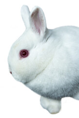 Close up of rabbit 