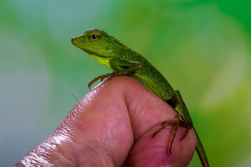 Bronchocela jubata, commonly known as the maned forest lizard, is a species of agamid lizard found mainly in Indonesia