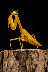 The praying mantis is any insect of the order Mantodea