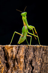 The praying mantis is any insect of the order Mantodea