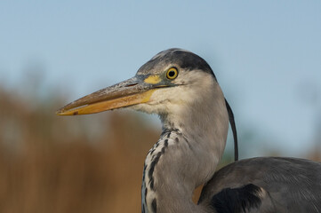 Obraz premium great gray heron