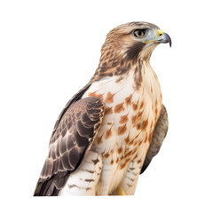 Fototapeta premium brown hawk isolated on white