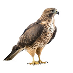 brown hawk isolated on white