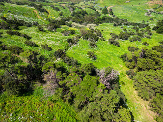 Fototapeta na wymiar Aerial View at Green Volcanic Hills near Villa de Valverde at El Hierro Island. Canary Island, Spain.