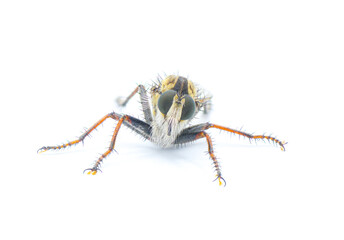 Robber fly Isolated on white background - Proctacanthus brevipennis - species in Florida.  Extremely detailed macro closeup showing hairs and bristles on legs and face. front face view