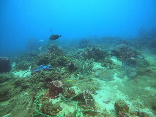 Naklejka na ściany i meble coral reef in the ocean