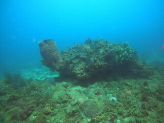 coral reef in the ocean