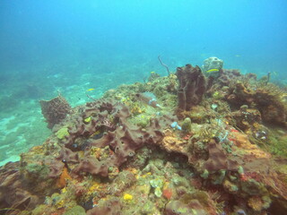 coral reef in the ocean