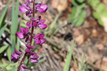 Pink flowering raceme inflorescence of Lupinus Hirsutissimus, Fabaceae, native annual monoclinous herb in the Santa Monica Mountains, Winter.