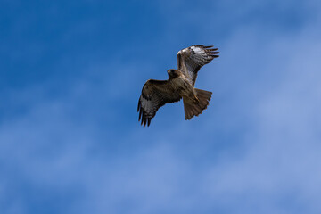 Red-tail hawk flying in flight