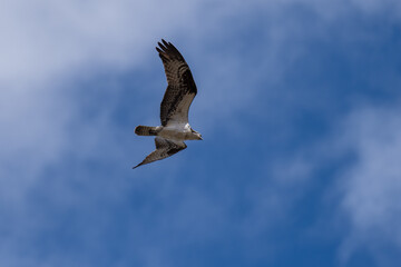 Osprey flying in flight