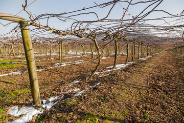 Vineyard, cultivation of Vinho Verde - 587351837