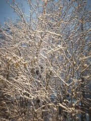 Fototapeta premium Winter fairy tale