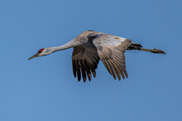 Sandhill Crane (Antigone canadensis) in Flight