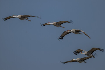 Sandhill Cranes (Antigone canadensis) in Flight