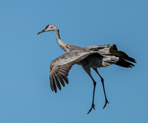 Sandhill Crane (Antigone canadensis) going to land