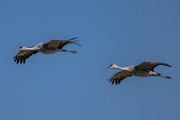 Sandhill Cranes (Antigone canadensis) in Flight