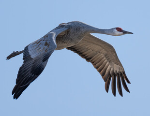 Sandhill Crane (Antigone canadensis) in Flight