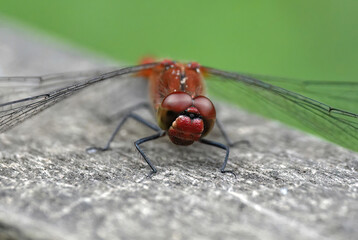 A head-on view of a ruddy darter dragonfly on a wooden surface. 