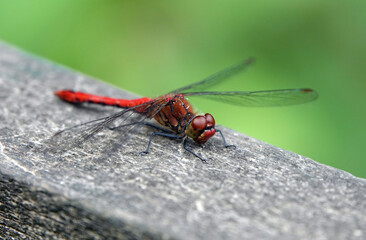 A ruddy darter dragonfly perching on a wooden surface against a defocused green background. 