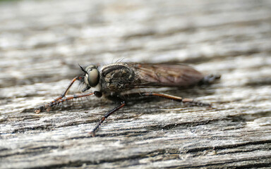 A closeup of a robber fly on a wooden surface. 