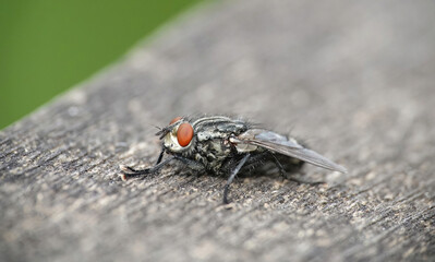 A closeup selective focus image of a flesh fly on a wooden surface. 