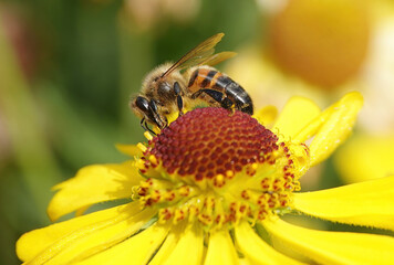 A honey bee in closeup perched on a yellow and red flower in a garden. 