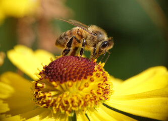 Closeup of a honey bee feeding on a brightly coloured flower in a summer garden.