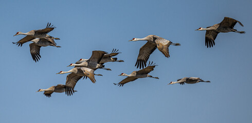Sandhill Cranes (Antigone canadensis) in Flight