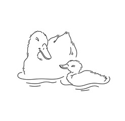 Vector isolated cute cartoon big mother duck with baby duckling swimming colorless black and white contour line easy drawing