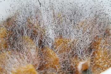 close up of humid mold threads on top of spoiled mango parts