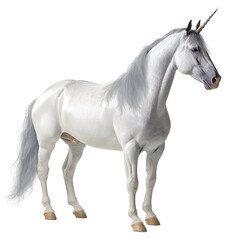 Obraz premium unicorn isolated on white