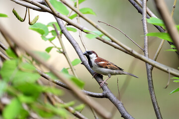  Male House Sparrow