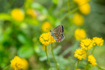Chapman's Blue (Polyommatus thersites) butterfly sitting on a yellow flower in the meadow  - June 2018 - Tavertet, Catalonia, Spain