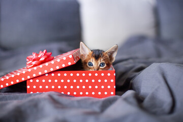 Little red kitten sitting in a red polka dot gift box. Cute Abyssinian ruddy kitten looking out of the box. Copy space. Selective focus.
