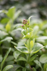 Valériane des jardins