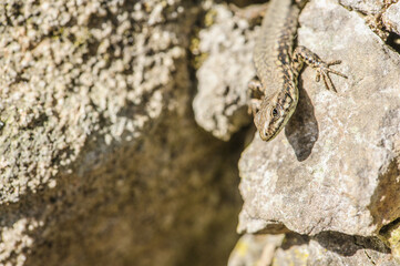 Eidechse sonnt sich auf Steinmauer