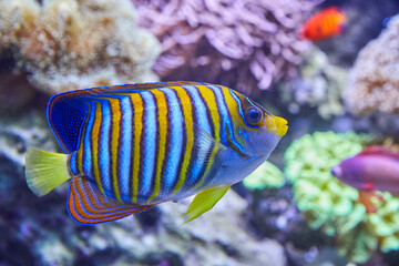 eautiful peacock angelfish in reef, (pygoplites diacanthus).