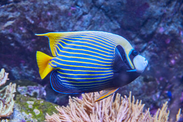 Fototapeta na wymiar Beautiful emperor angelfish in reef, (Pomacanthus imperator).